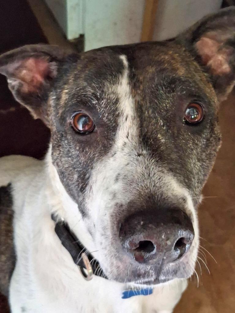 Enlarge Scrappie - LOCAL, a Adoptable mixed breed in Princeton, MA image 6/6