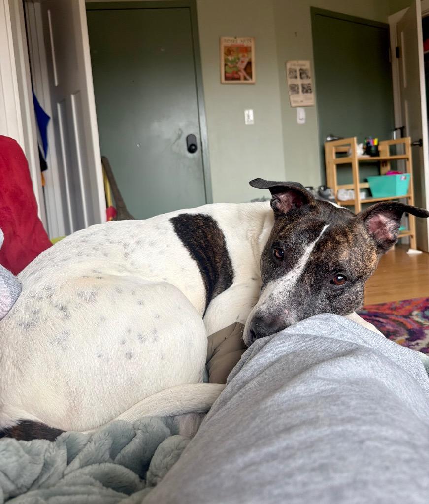 Enlarge Scrappie -LOCAL, a Adoptable mixed breed in Princeton, MA image 6/6