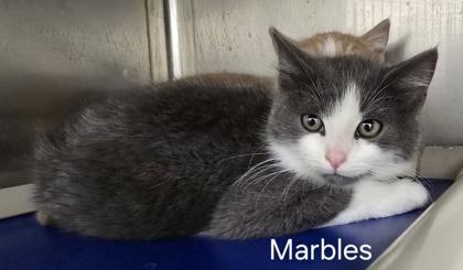 Enlarge Marbles, an adopted Domestic Short Hair in Annapolis, MD image 1/1