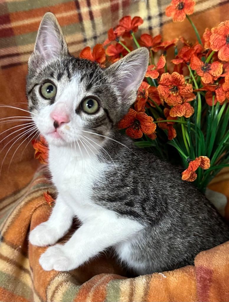 6/23/26 Teton, Adoptable, Kitten Male Domestic Short Hair.