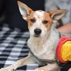 Sydney, Young Female Australian Cattle Dog / Blue Heeler
