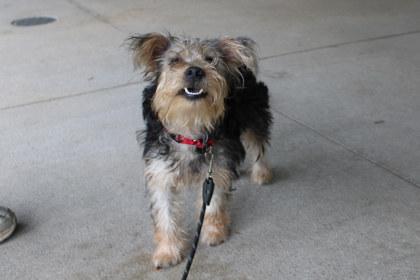 Enlarge Red Bull, a Adoptable mixed breed in Kansas City, MO image 1/3