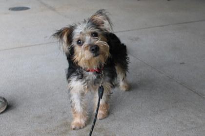 Enlarge Red Bull, a Adoptable mixed breed in Kansas City, MO image 2/3