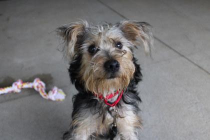 Enlarge Red Bull, a Adoptable mixed breed in Kansas City, MO image 3/3