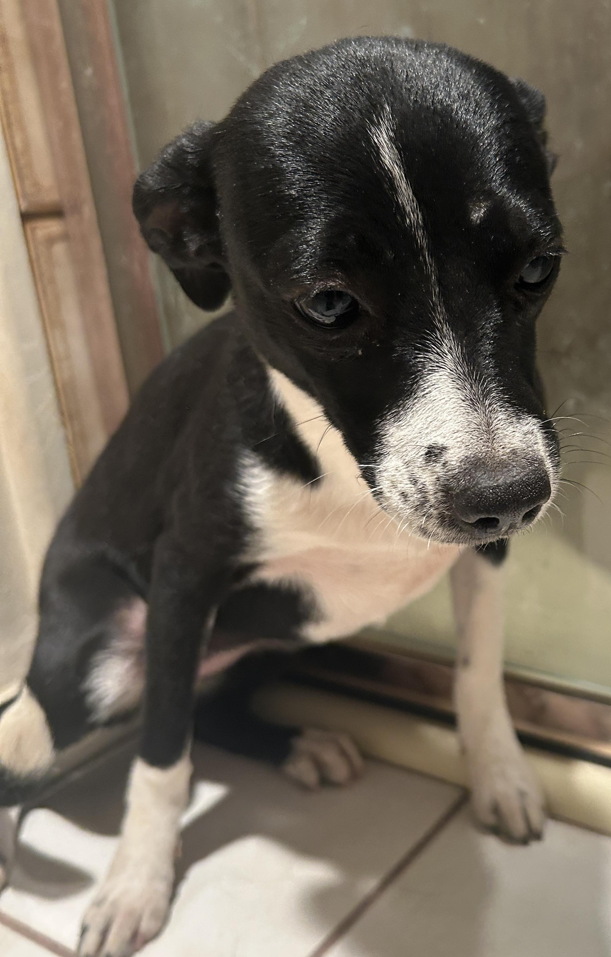 DEMI , a ADOPTABLE mixed breed in El Cajon, CA image 4/5