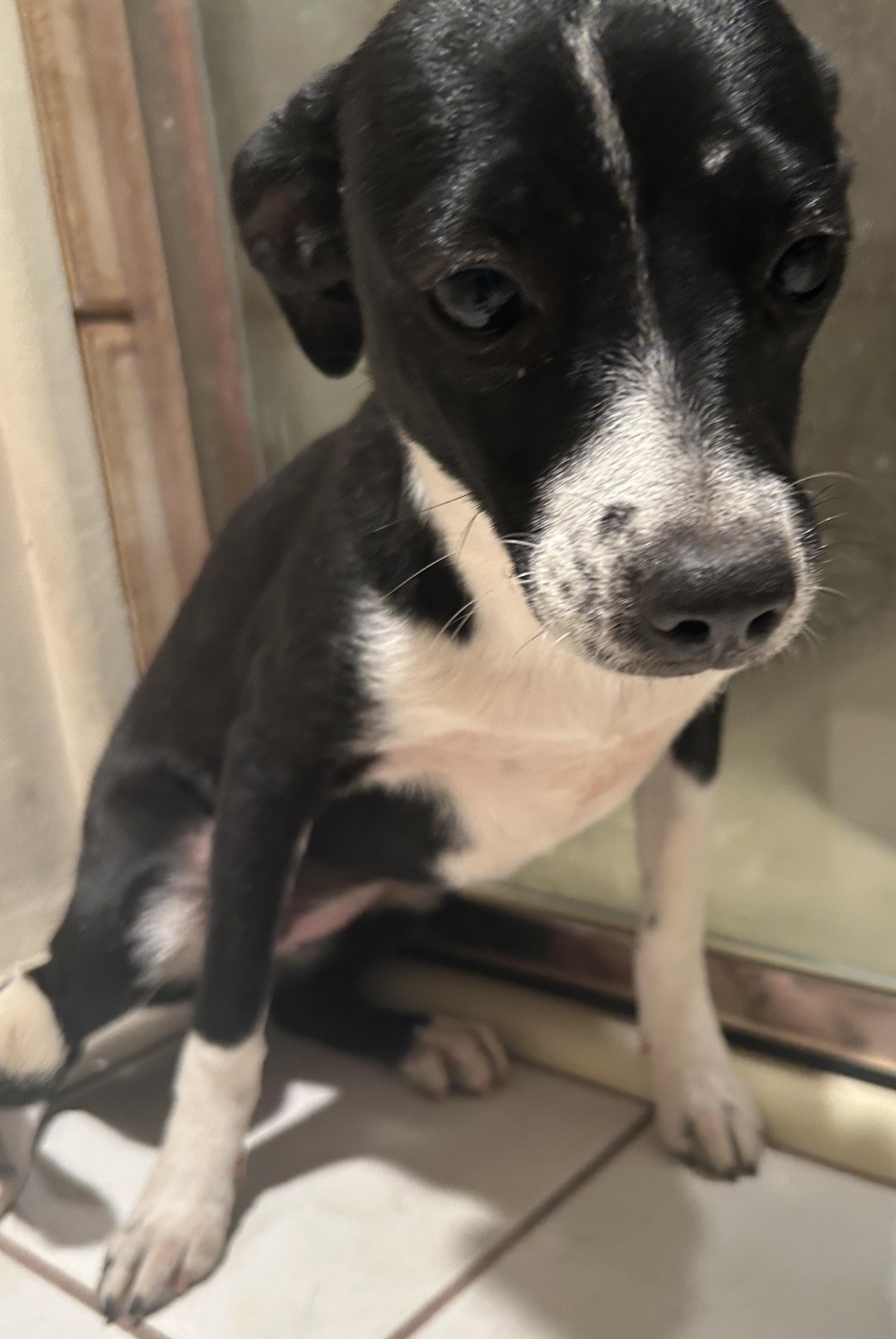 DEMI , a ADOPTABLE mixed breed in El Cajon, CA image 2/5