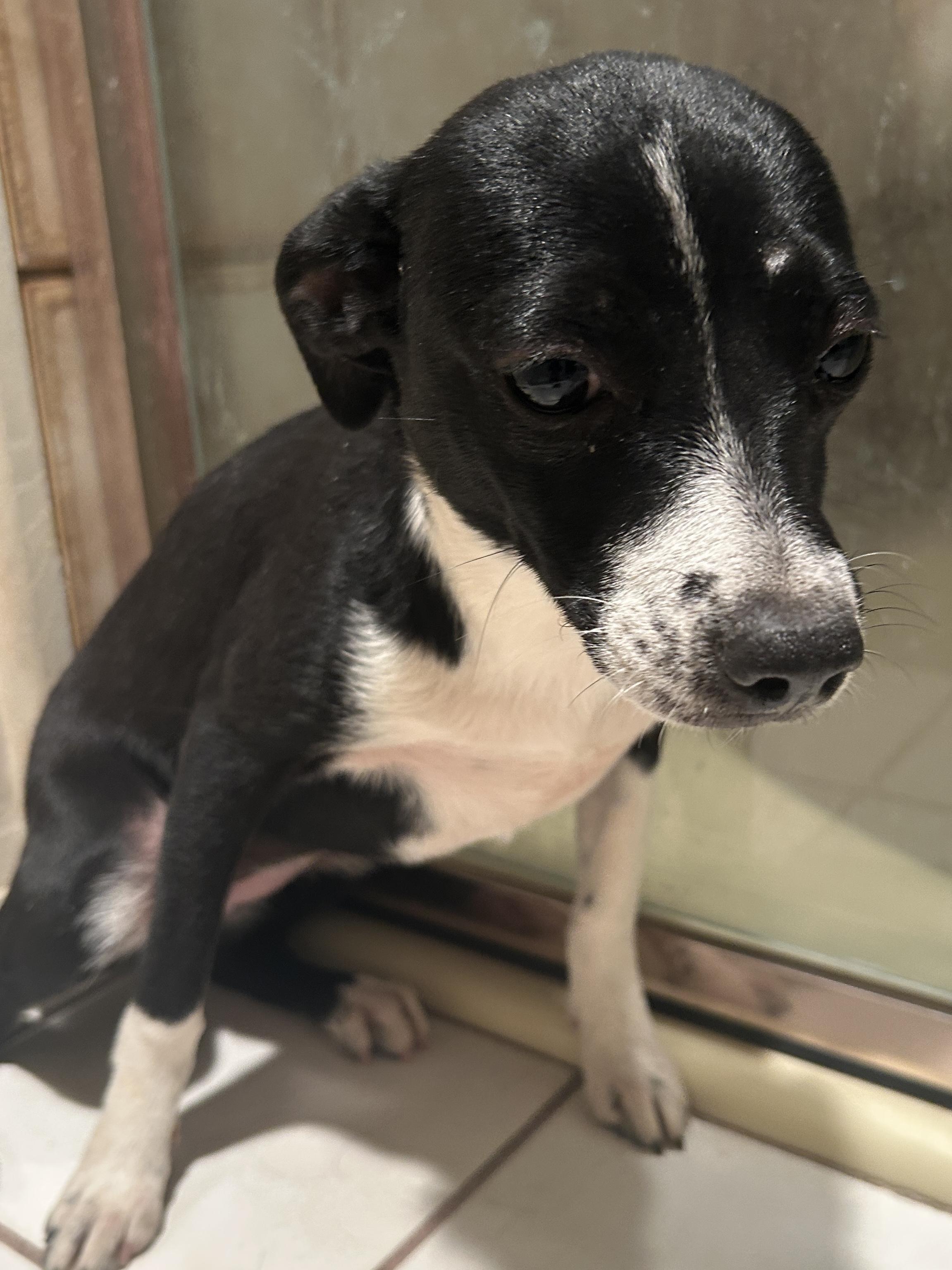 DEMI , ADOPTABLE, Young Female Chihuahua.