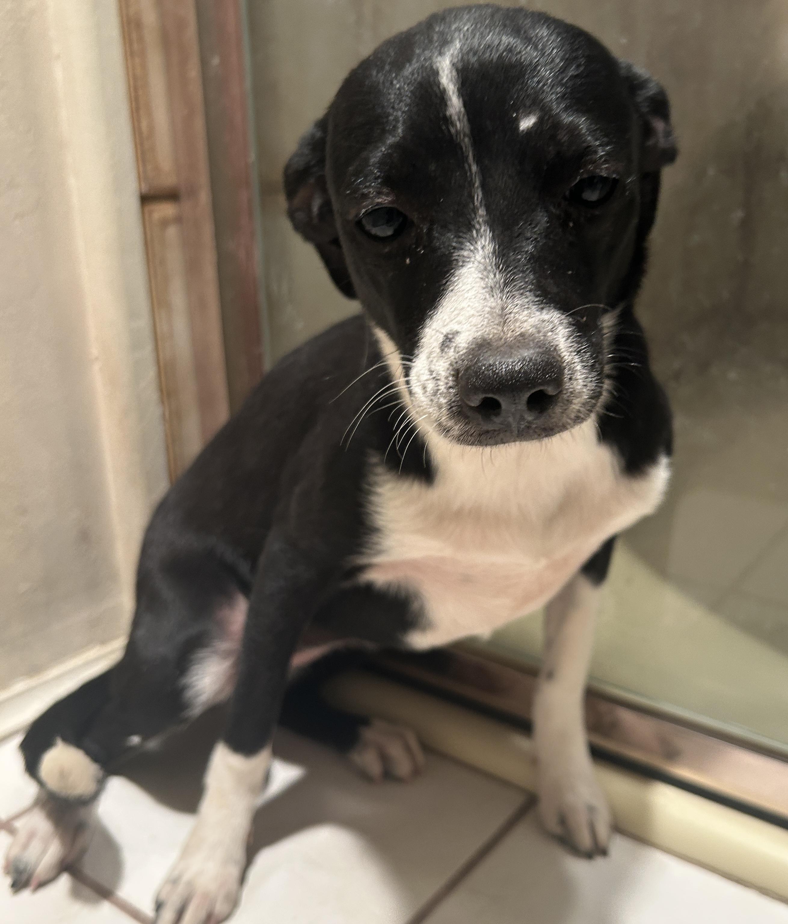 DEMI , a ADOPTABLE mixed breed in El Cajon, CA image 3/5