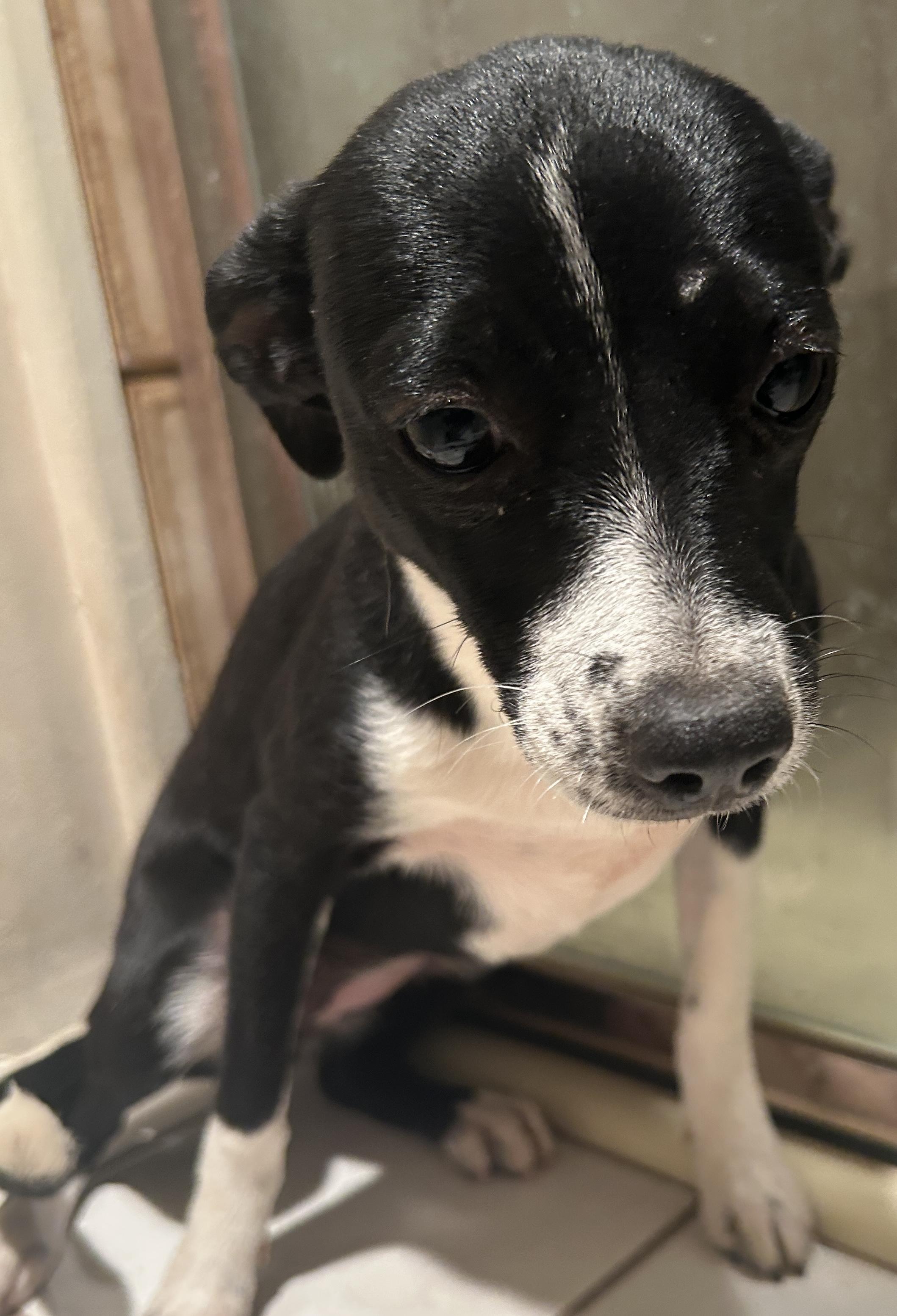 DEMI , a ADOPTABLE mixed breed in El Cajon, CA image 5/5