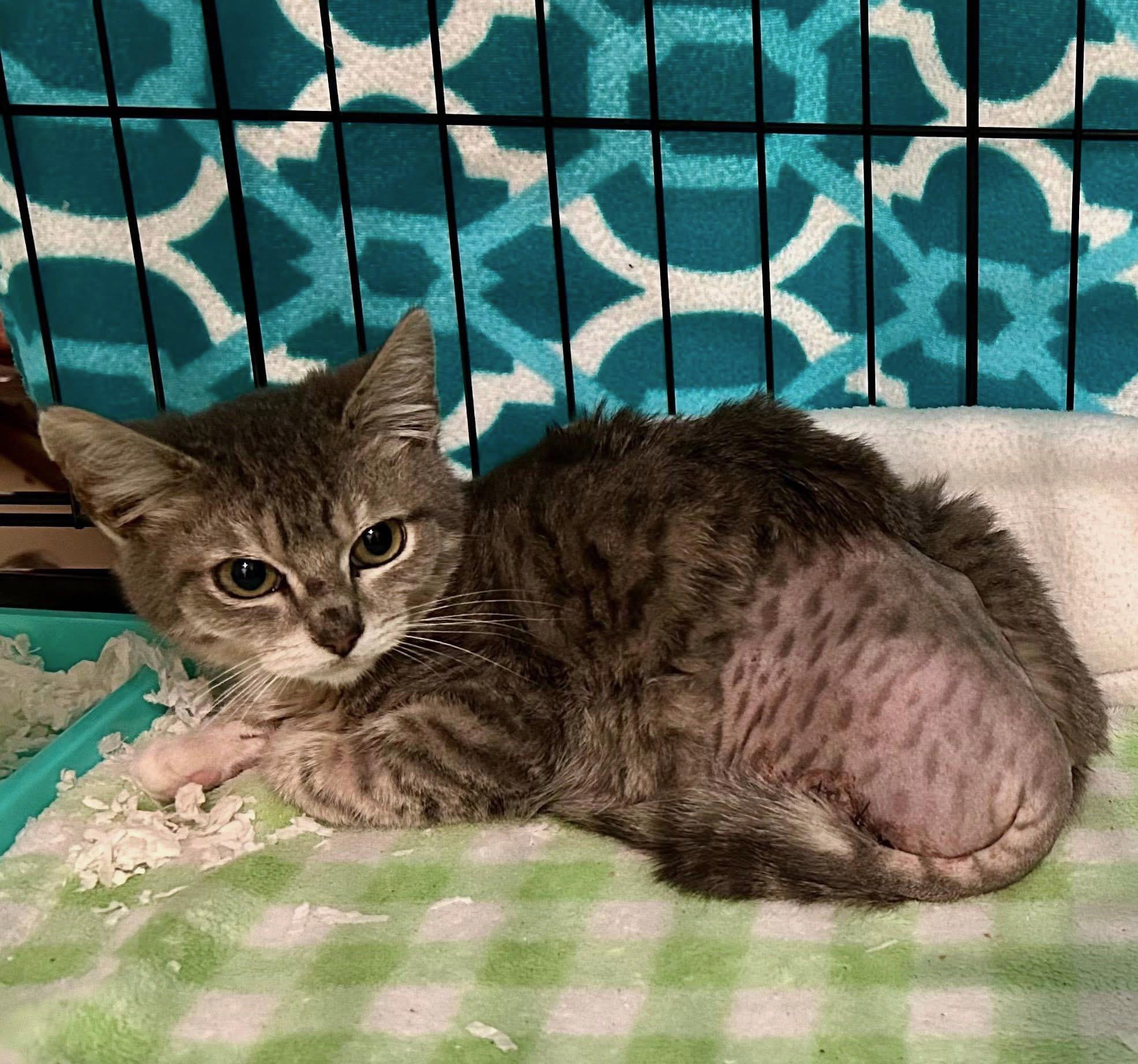 Enlarge Tyson , a ADOPTABLE Domestic Short Hair in Jackson, CA image 1/3