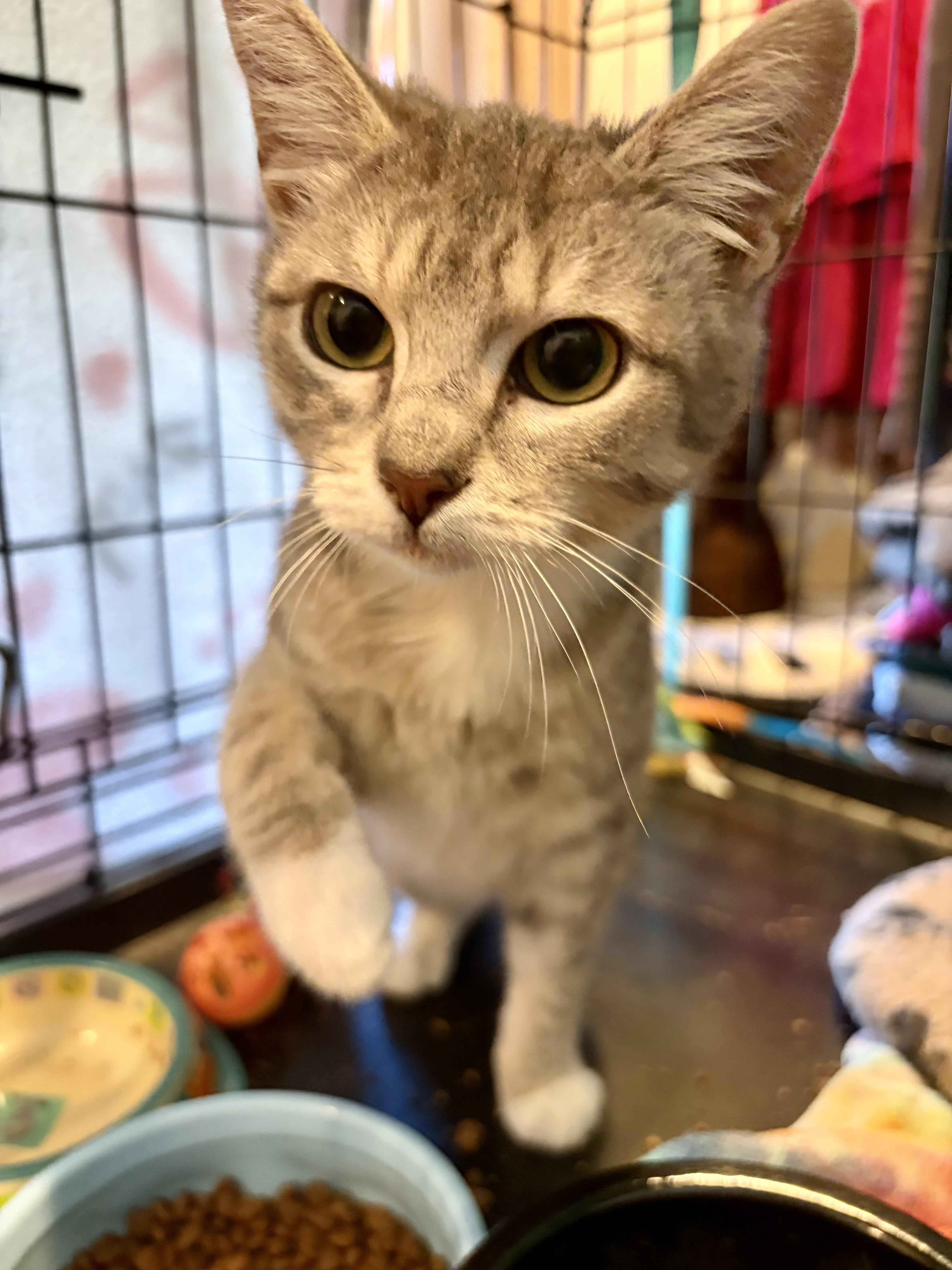 Enlarge Tyson , a ADOPTABLE Domestic Short Hair in Jackson, CA image 2/3