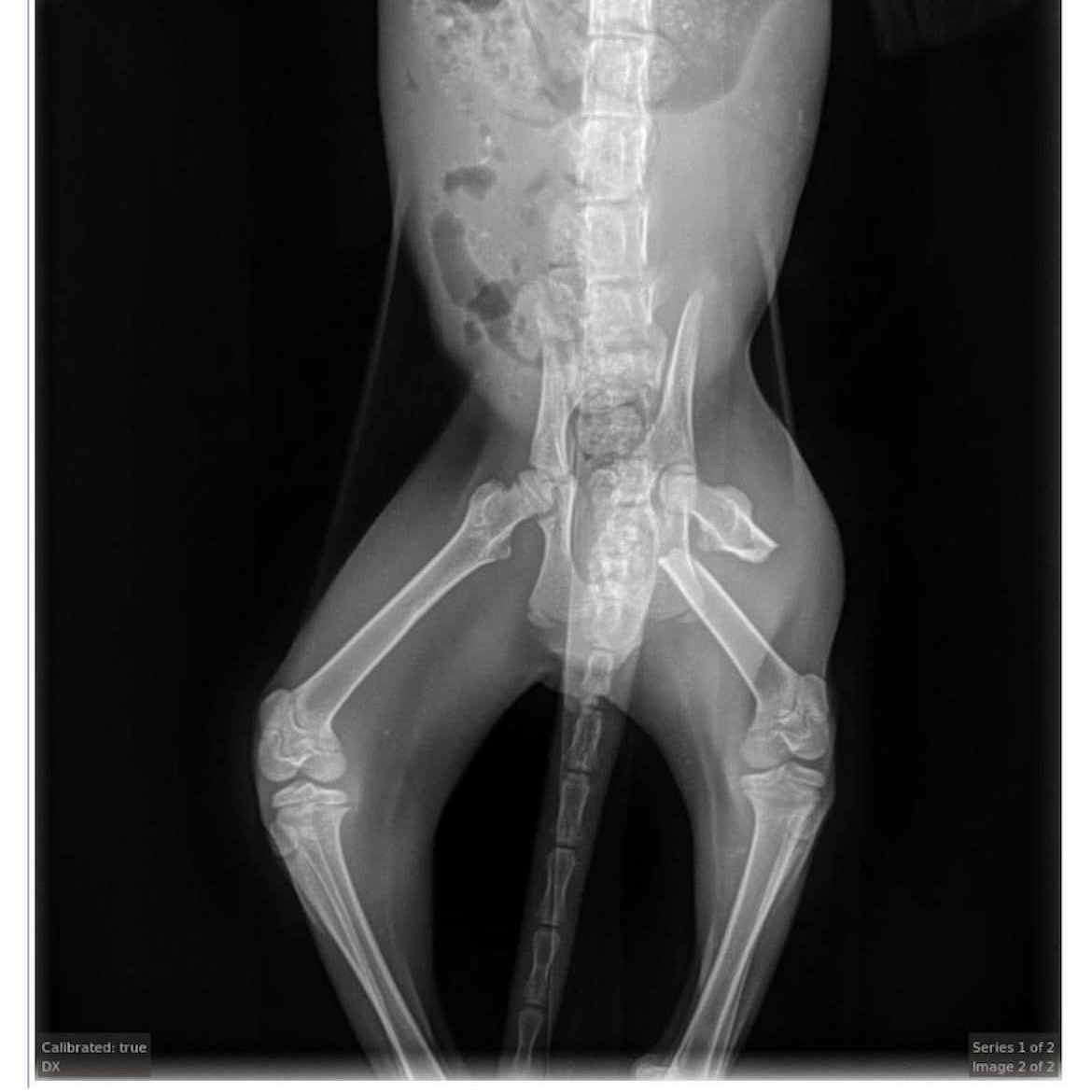 Enlarge Tyson , a ADOPTABLE Domestic Short Hair in Jackson, CA image 3/3
