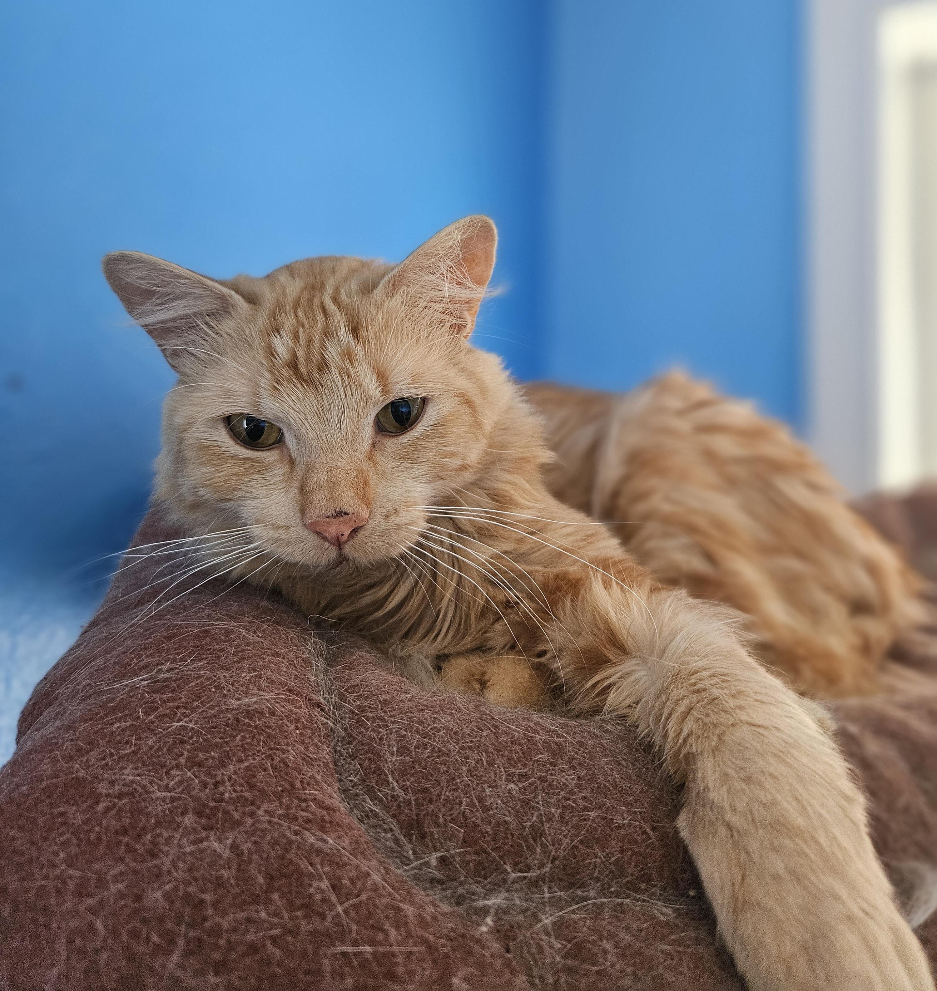 Kelly, an adoptable Domestic Medium Hair in Polson, MT, 59860 | Photo Image 1