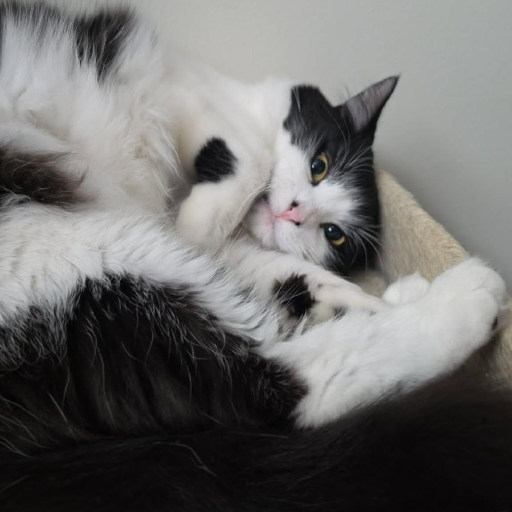 Meela, Adoptable, Young Female Domestic Long Hair.