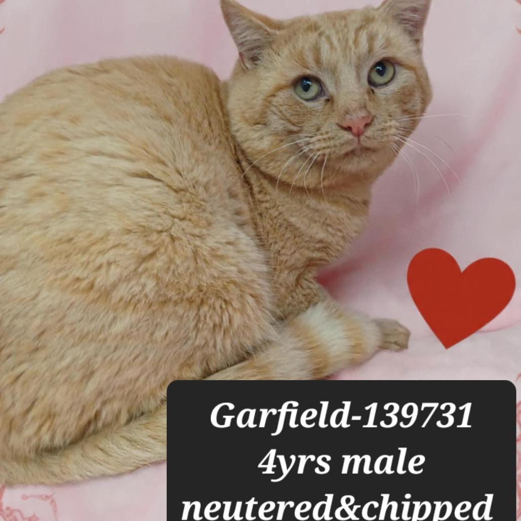 Enlarge Garfield, a Adoptable Domestic Short Hair in New Tazewell, TN image 1/1