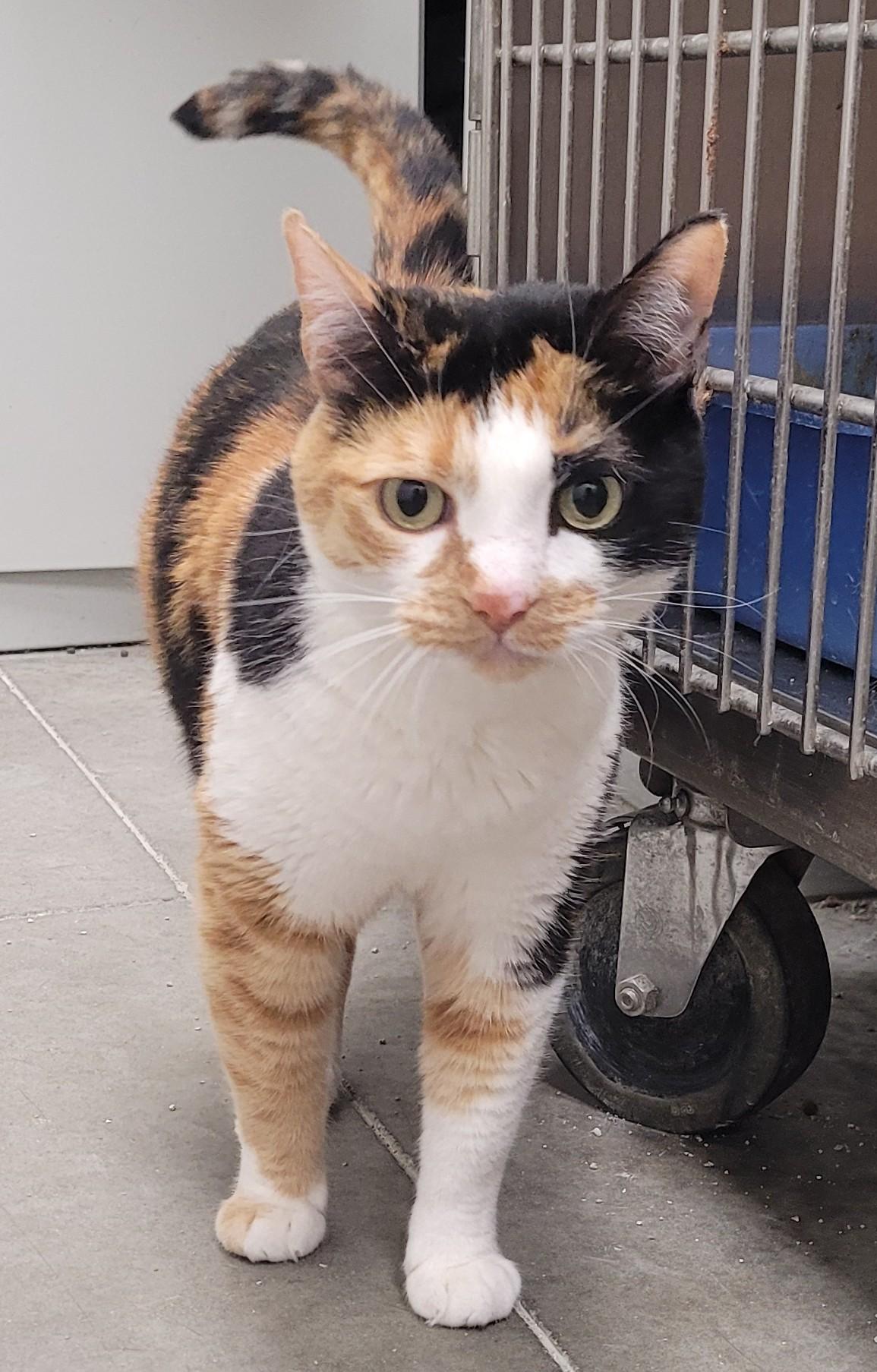 Chip, an adoptable Calico in Millville, UT, 84326 | Photo Image 6