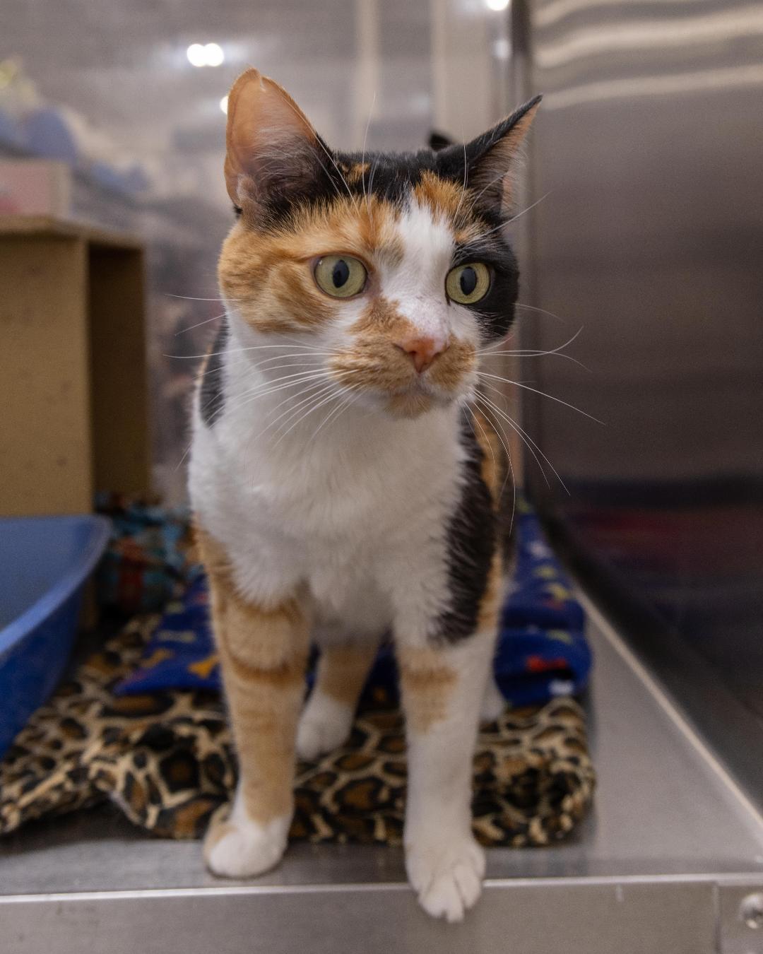 Chip, an adoptable Calico in Millville, UT, 84326 | Photo Image 1