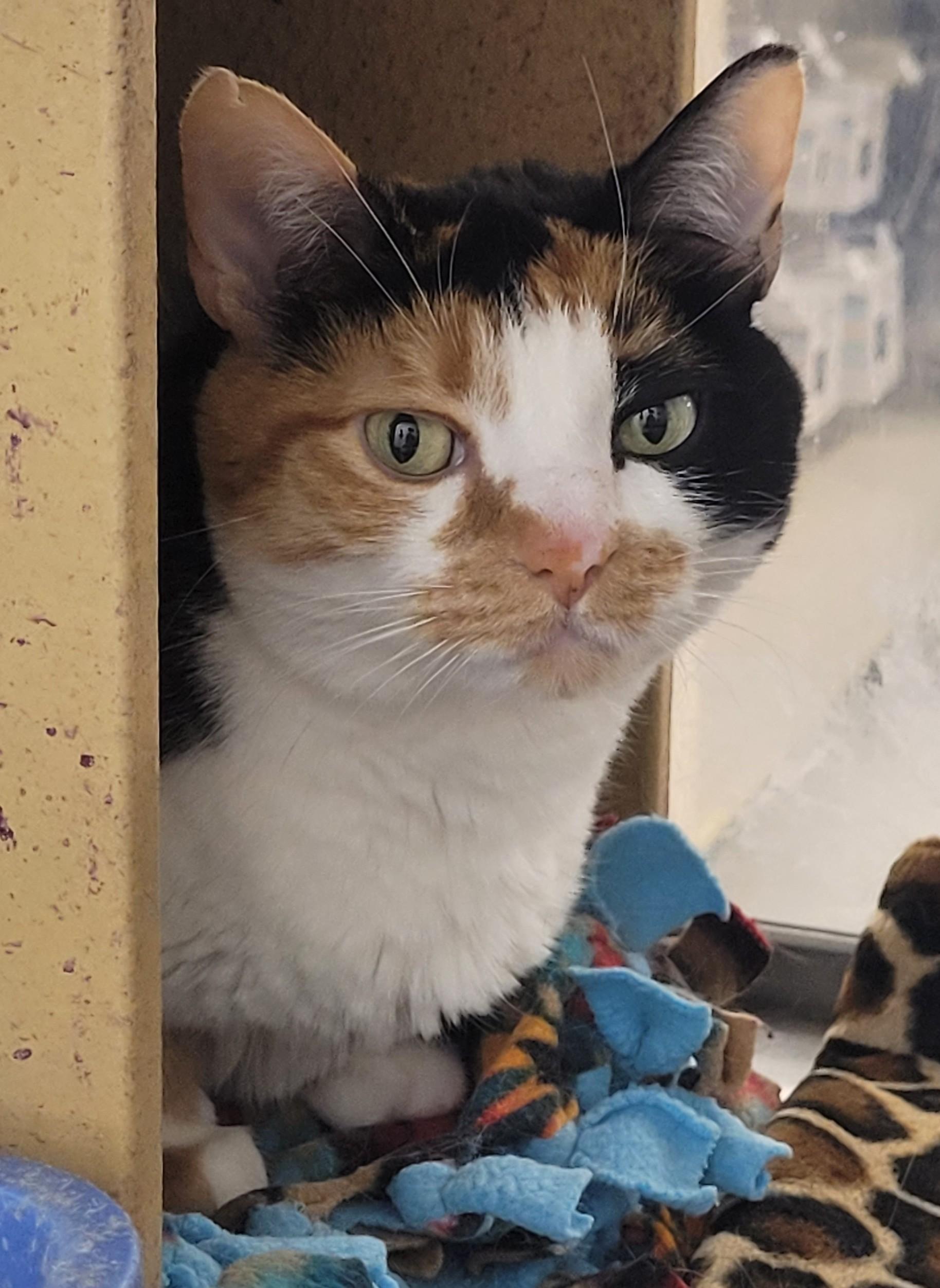 Chip, an adoptable Calico in Millville, UT, 84326 | Photo Image 1