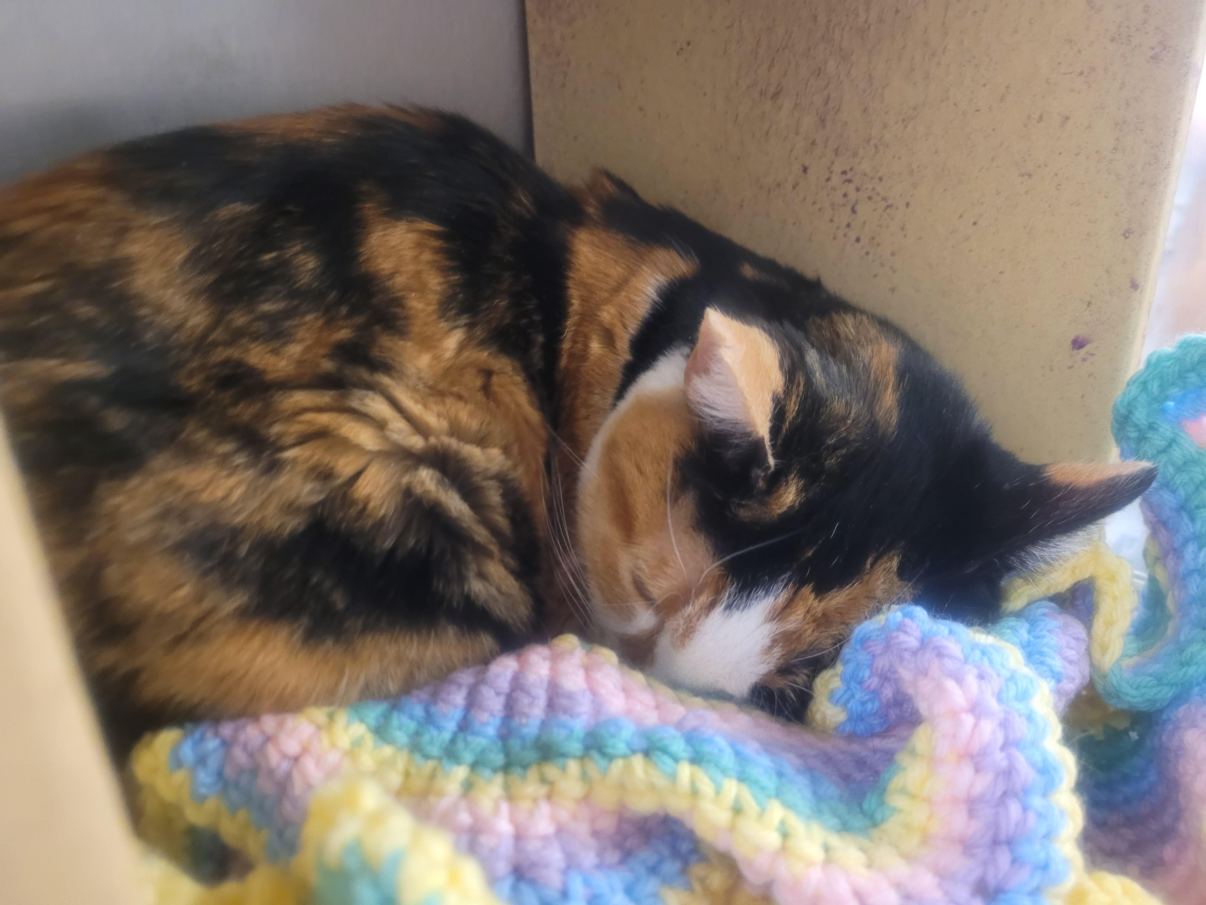 Chip, an adoptable Calico in Millville, UT, 84326 | Photo Image 4