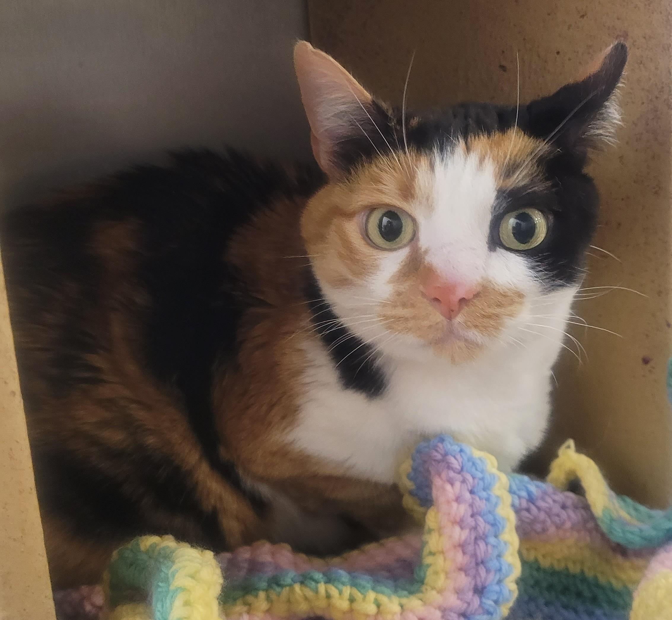 Chip, an adoptable Calico in Millville, UT, 84326 | Photo Image 2