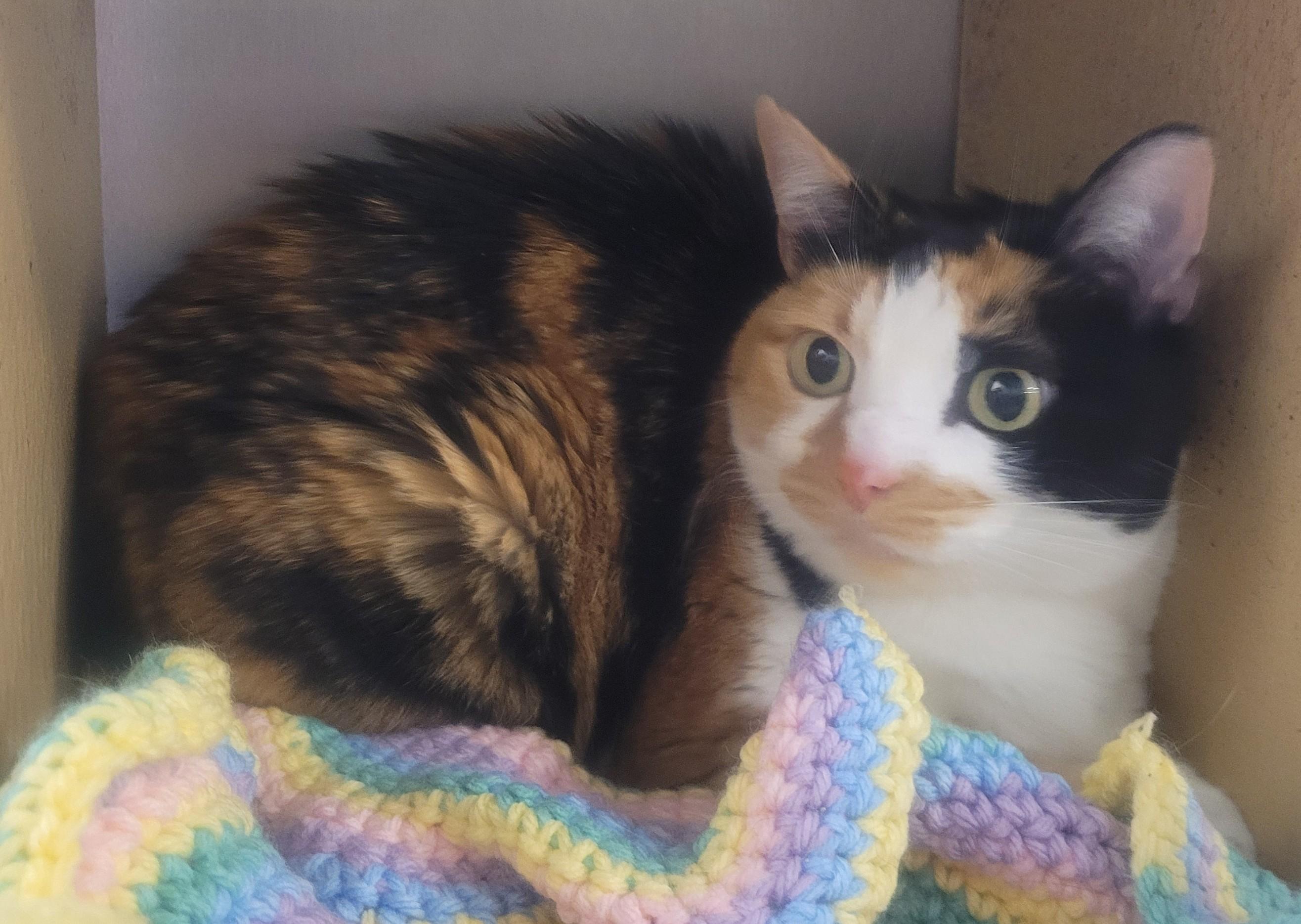 Chip, an adoptable Calico in Millville, UT, 84326 | Photo Image 3