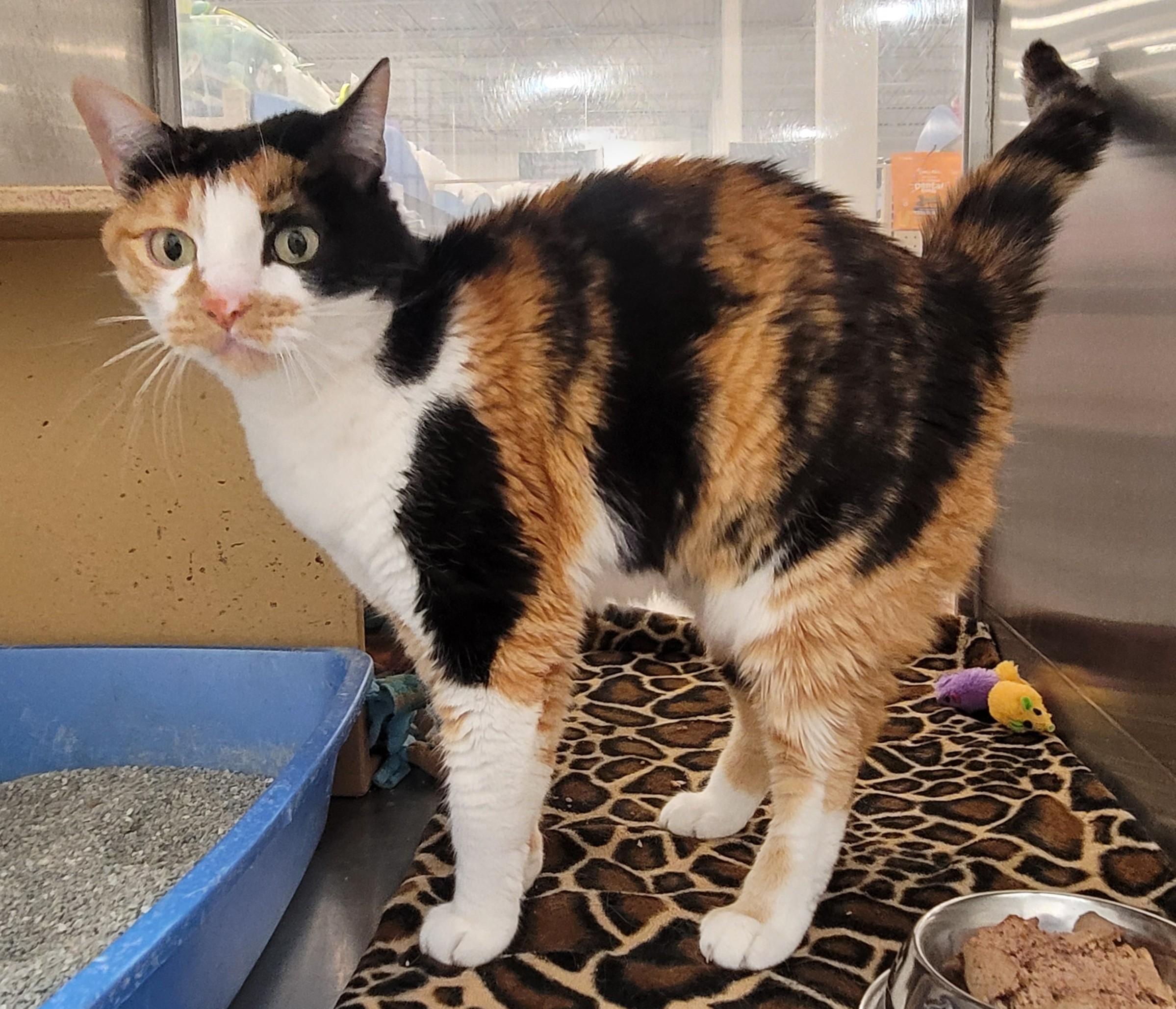 Chip, an adoptable Calico in Millville, UT, 84326 | Photo Image 2