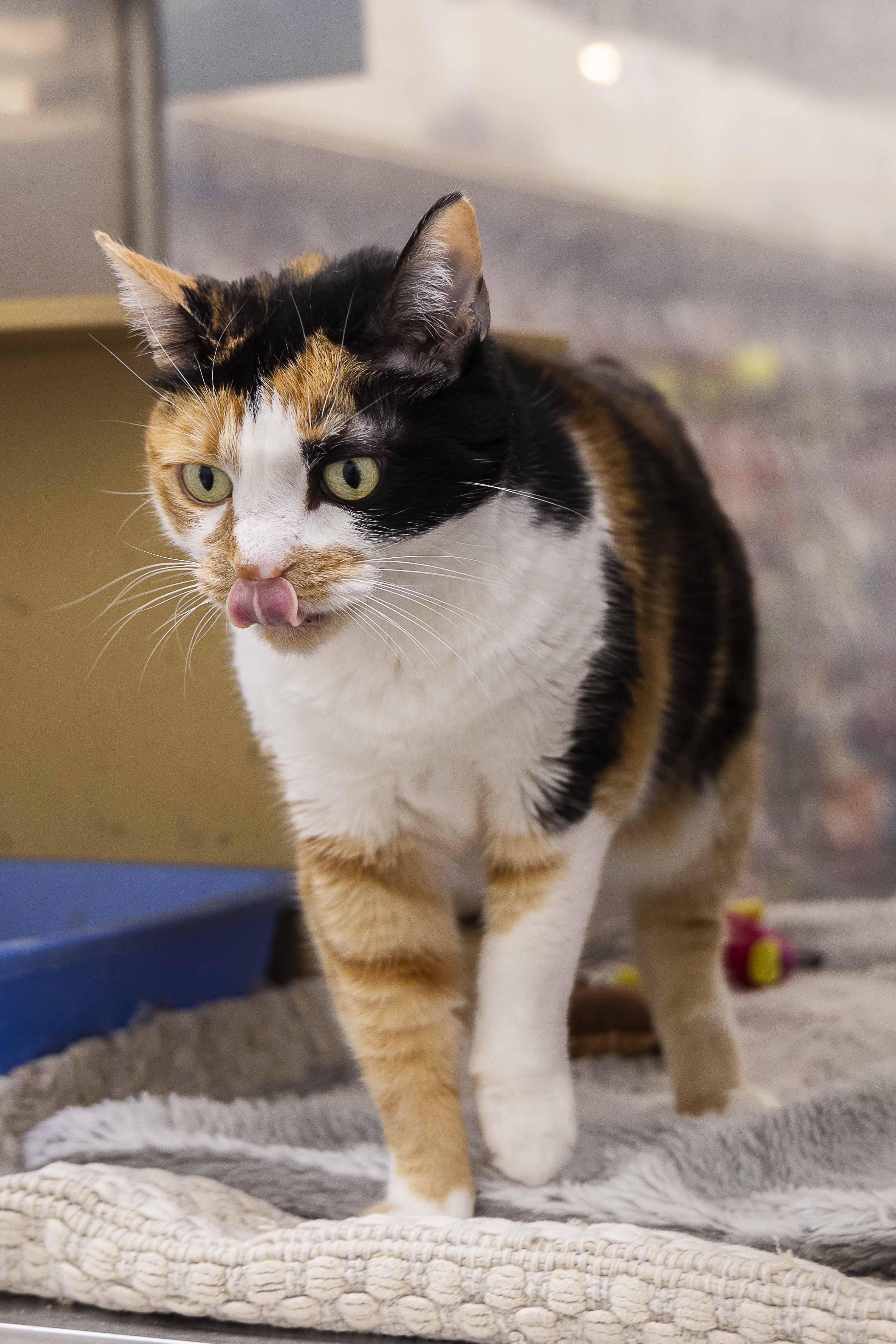 Chip, an adoptable Calico in Millville, UT, 84326 | Photo Image 4