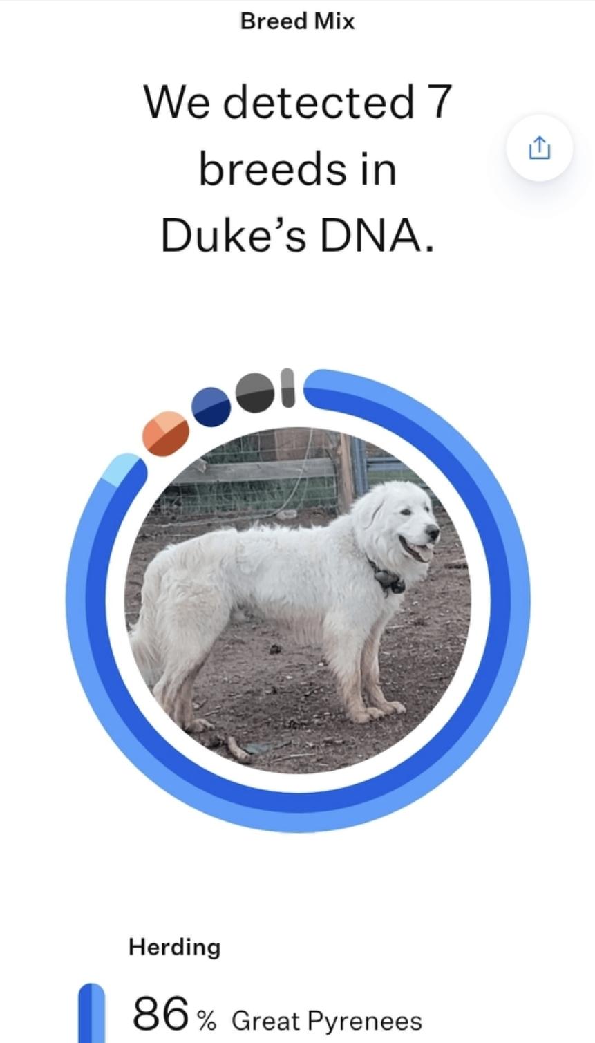 Enlarge Duke, a ADOPTABLE mixed breed in Albuquerque, NM image 6/6