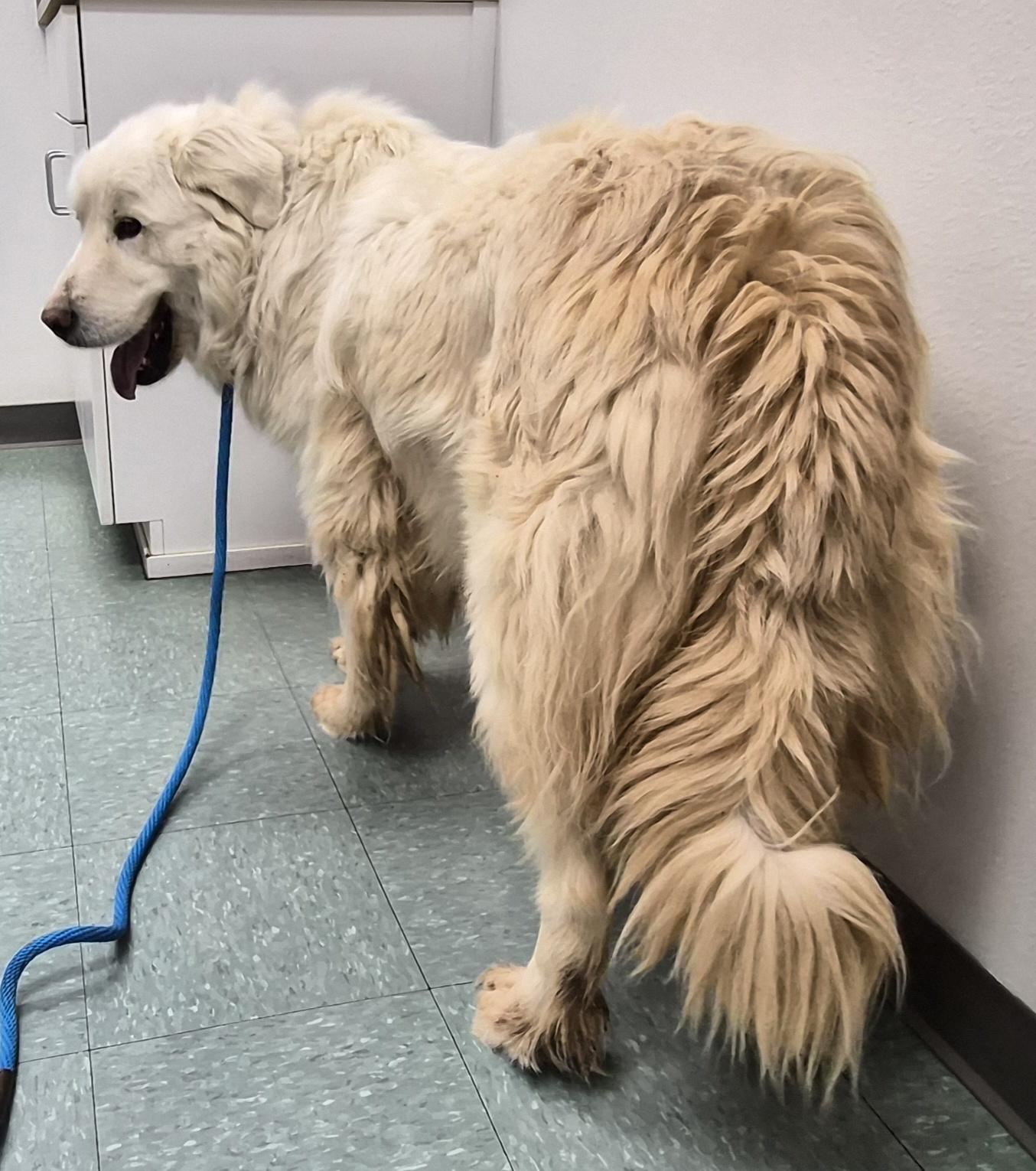 Enlarge Duke, a ADOPTABLE mixed breed in Albuquerque, NM image 5/6