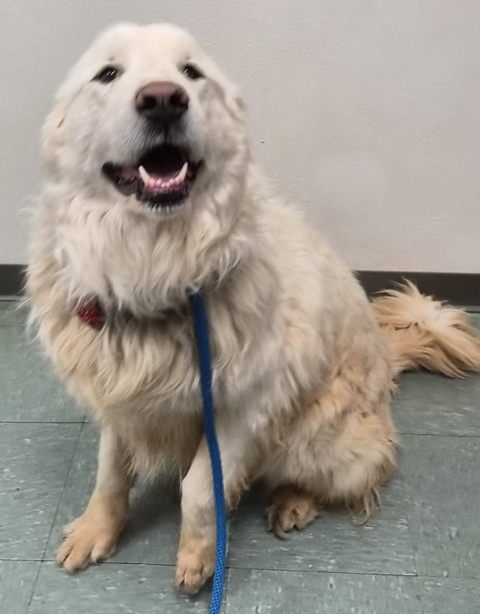 Duke, ADOPTABLE, Adult Male Great Pyrenees.