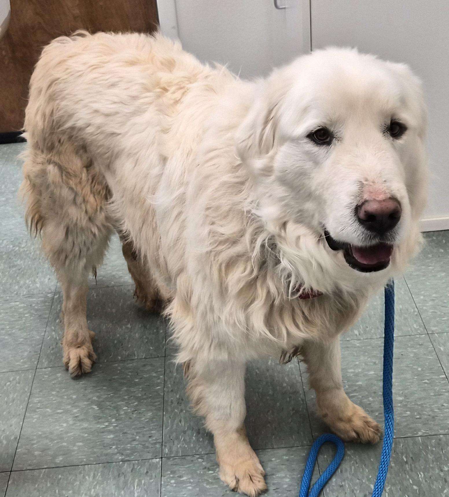 Enlarge Duke, a ADOPTABLE mixed breed in Albuquerque, NM image 3/6