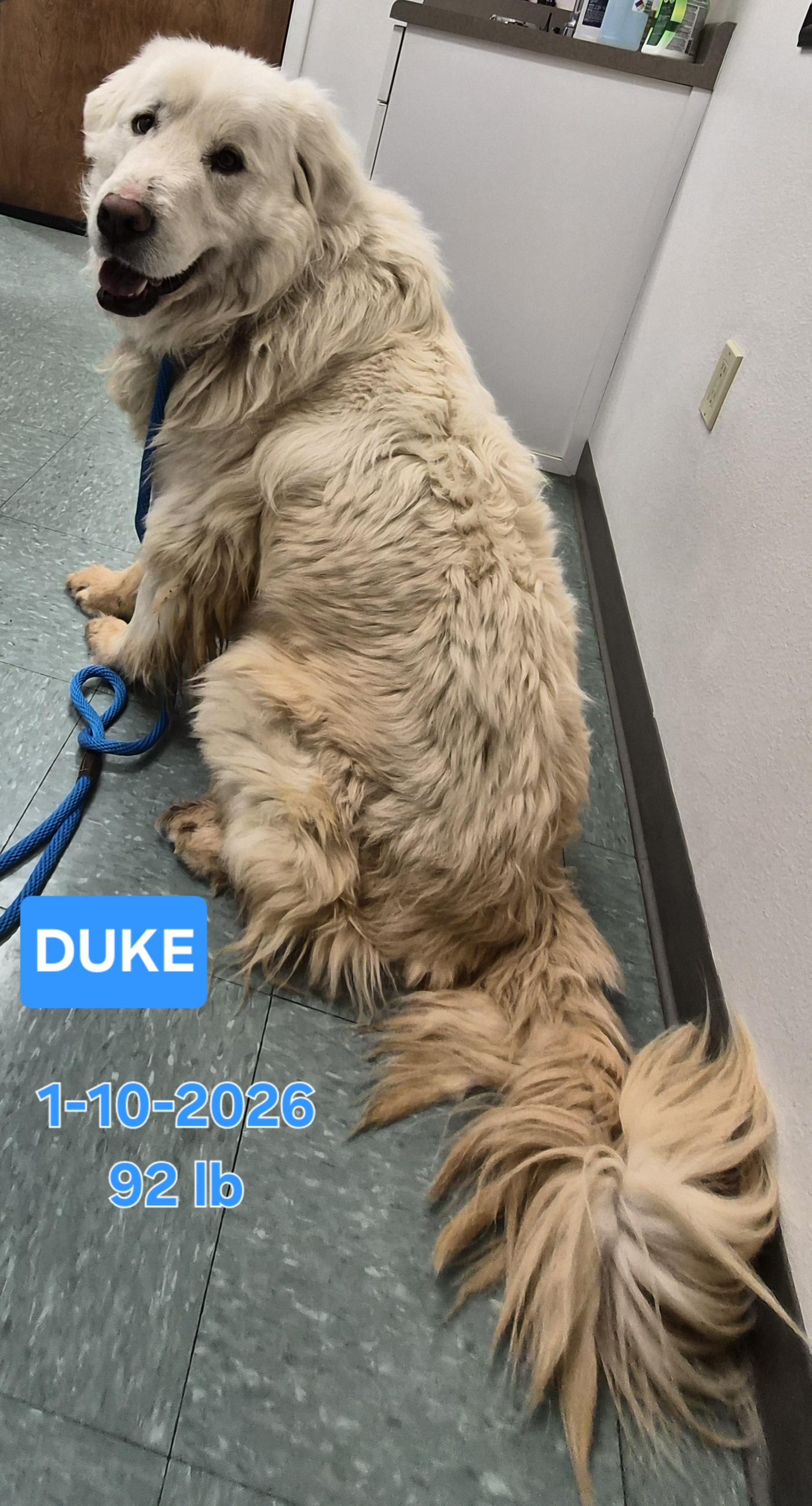 Enlarge Duke, a ADOPTABLE mixed breed in Albuquerque, NM image 2/6