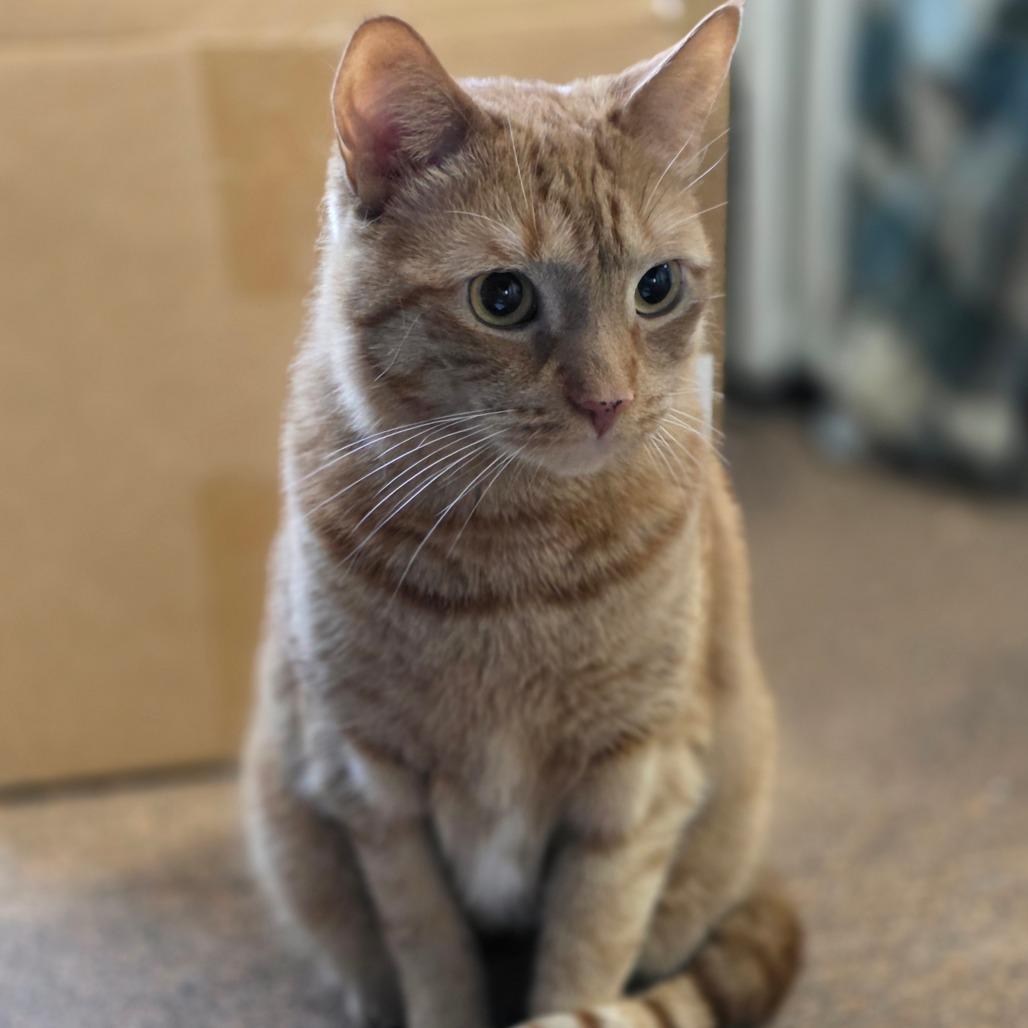 Enlarge Frisky, a Adoptable Domestic Short Hair in Allentown, PA image 1/6