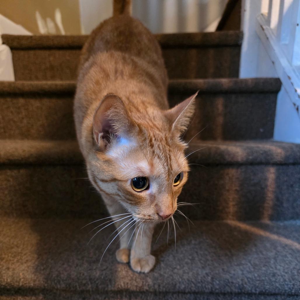 Enlarge Frisky, a Adoptable Domestic Short Hair in Allentown, PA image 2/6