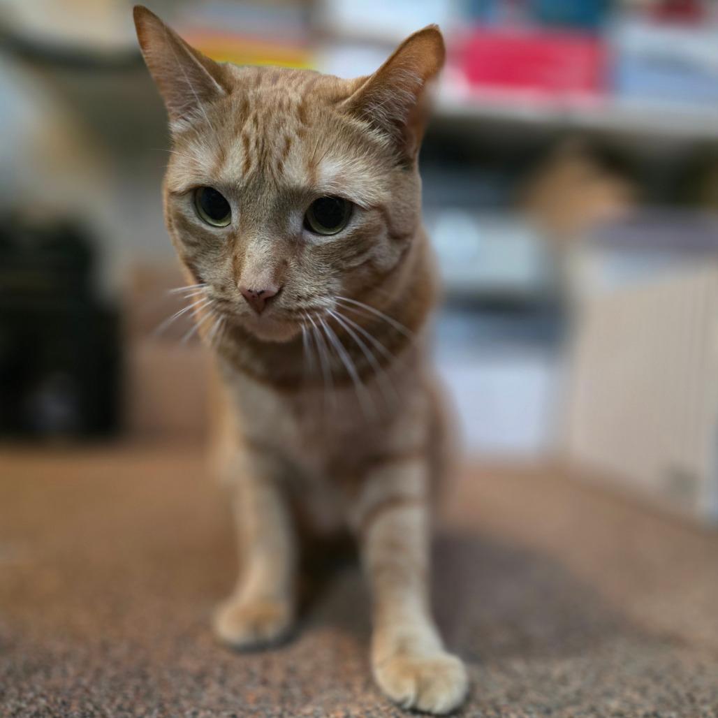 Enlarge Frisky, a Adoptable Domestic Short Hair in Allentown, PA image 2/6