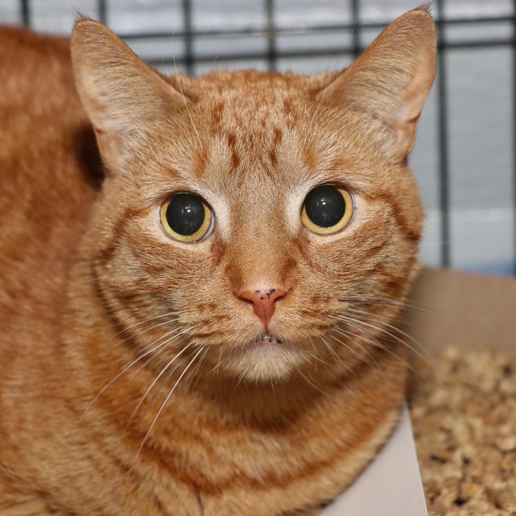 Frisky, Adoptable, Adult Male Domestic Short Hair.