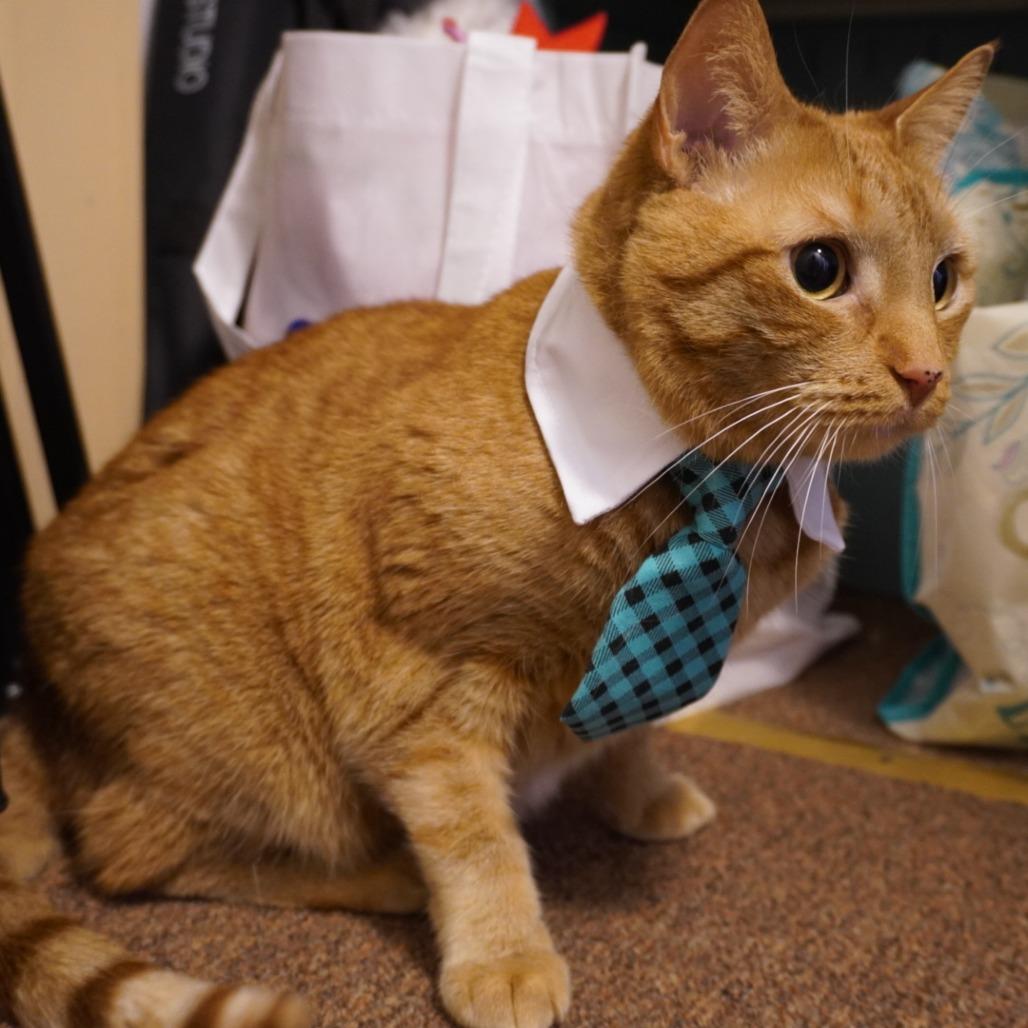 Enlarge Frisky, a Adoptable Domestic Short Hair in Allentown, PA image 4/6