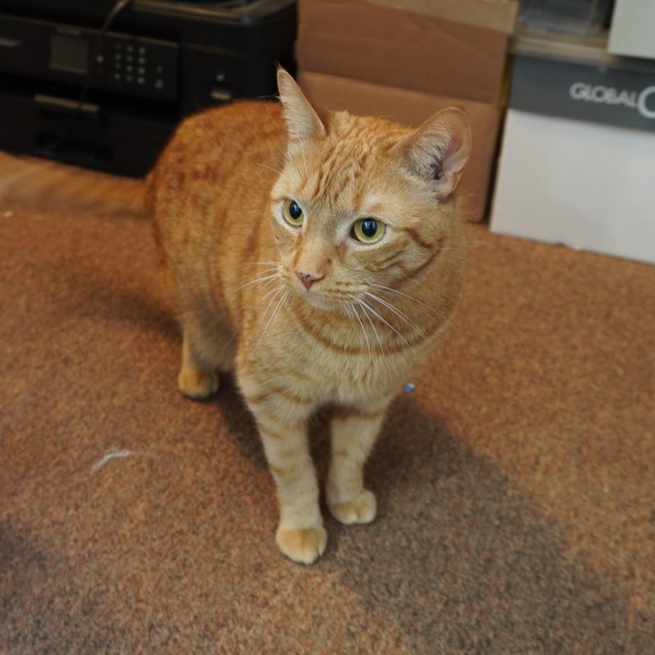 Enlarge Frisky, a Adoptable Domestic Short Hair in Allentown, PA image 5/6
