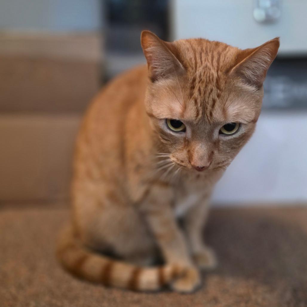 Enlarge Frisky, a Adoptable Domestic Short Hair in Allentown, PA image 6/6