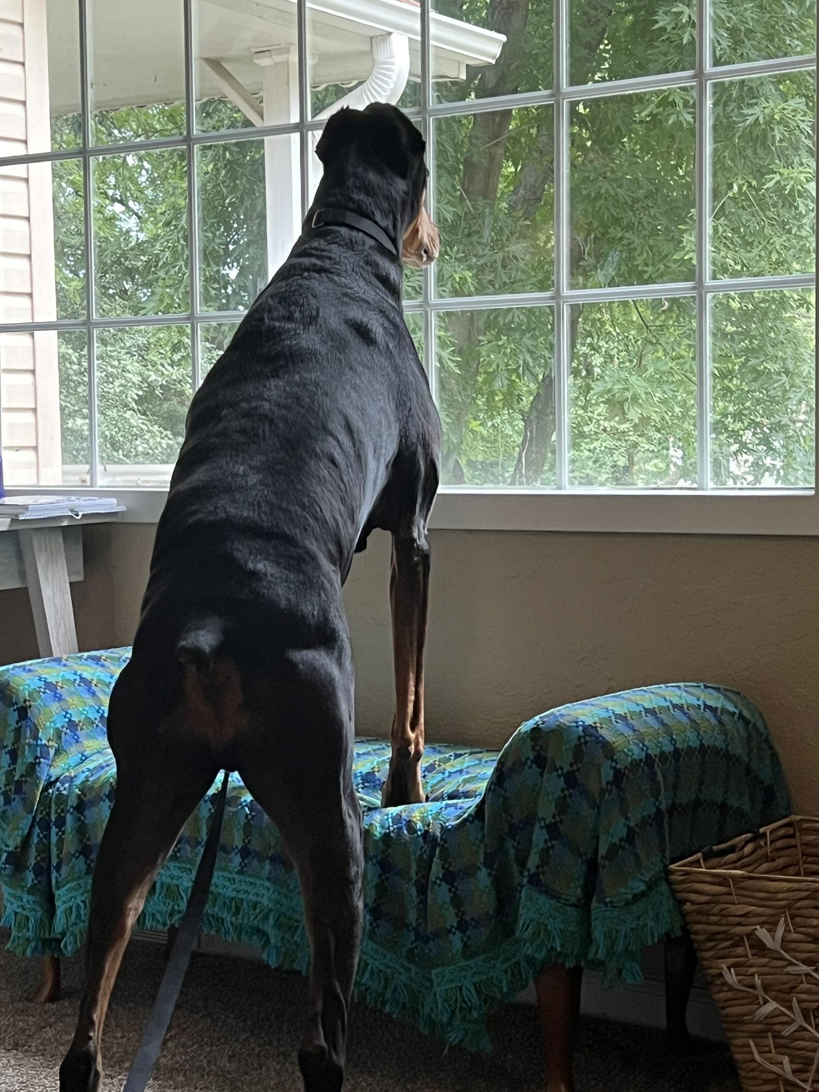 Raider, a Adoptable Doberman Pinscher in Buffalo, MN image 1/3