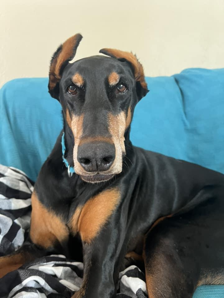 Raider, a Adoptable Doberman Pinscher in Buffalo, MN image 2/3