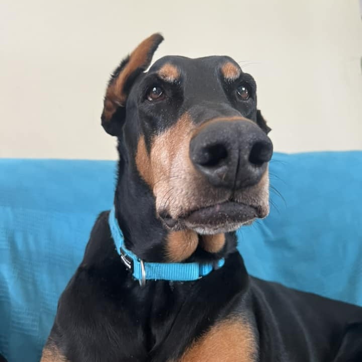 Raider, Adult Male Doberman Pinscher