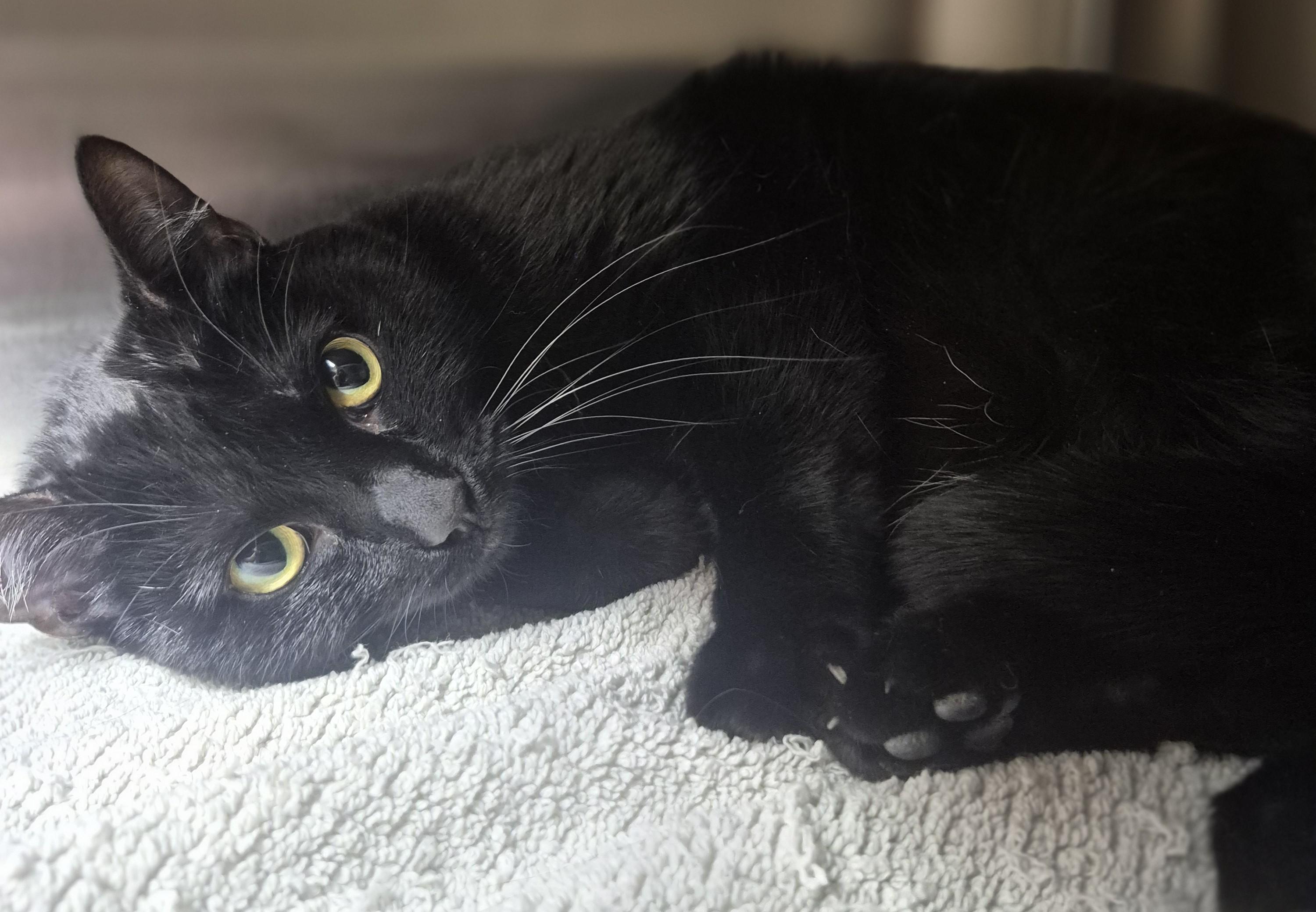 Nyx, ADOPTABLE, Adult Female Domestic Short Hair.