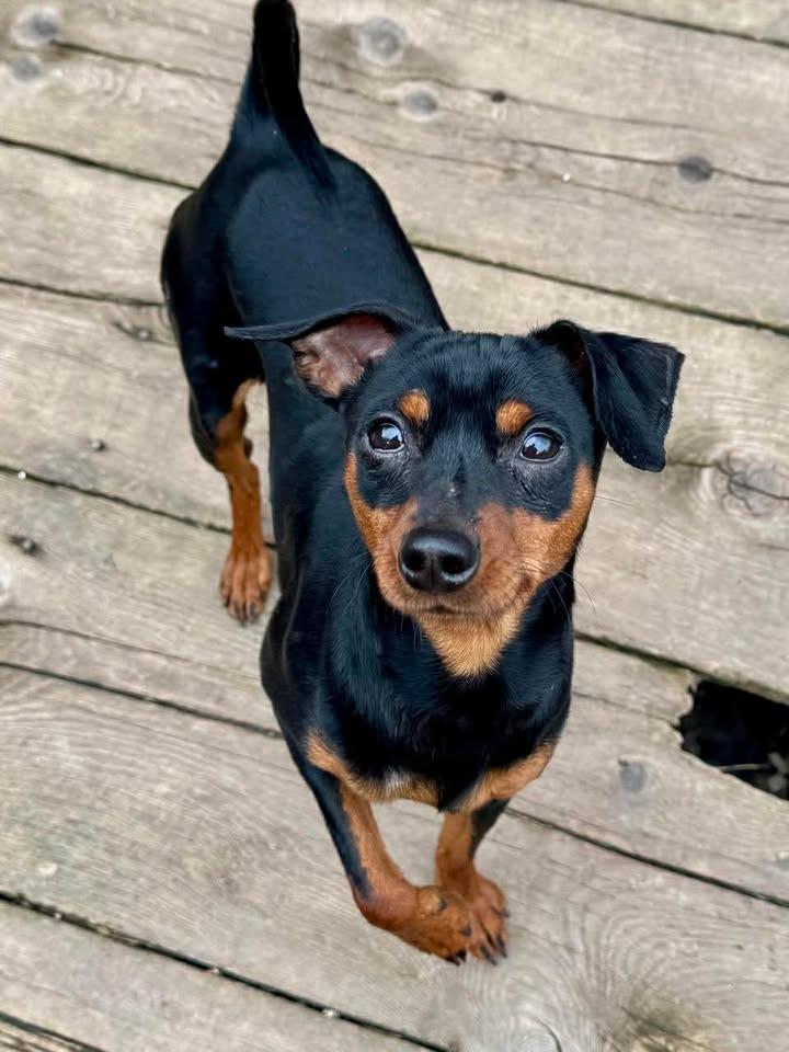 Lucky, Adoptable, Young Male Miniature Pinscher.