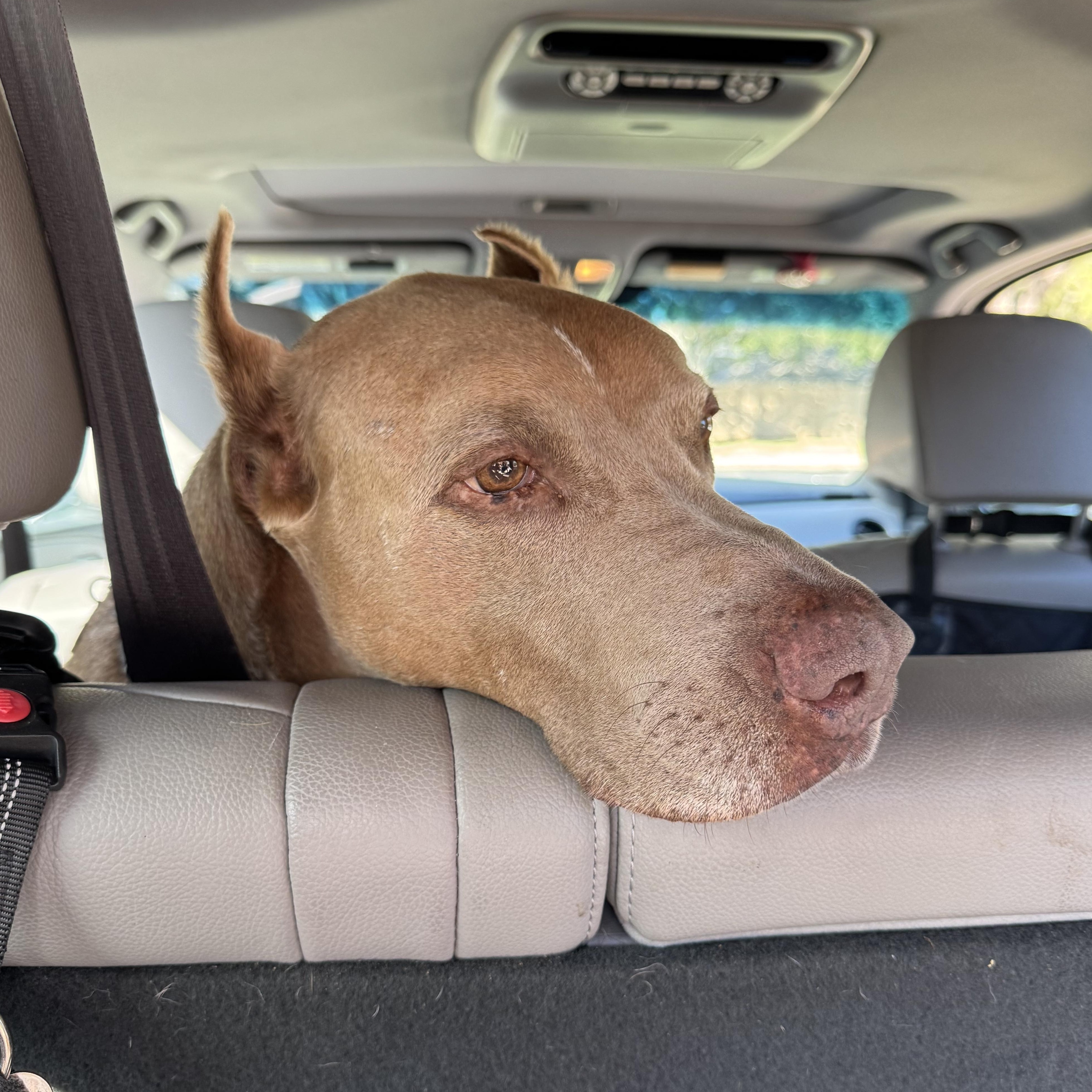 Maximus, Adoptable, Senior Male Doberman Pinscher.
