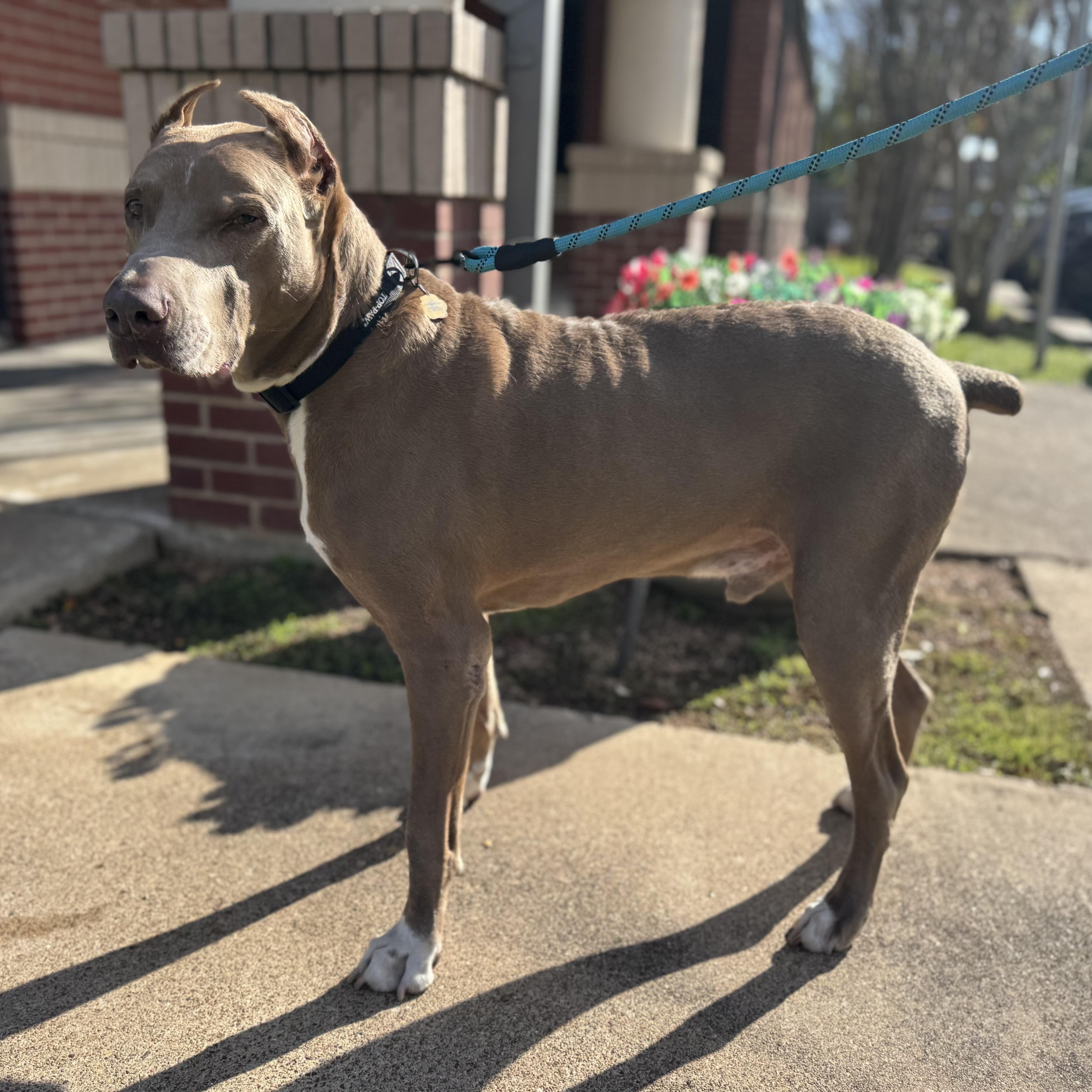 Enlarge Maximus, an adoption pending Doberman Pinscher in Virginia Beach, VA image 4/6