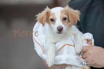 Pierre, Adoptable, Puppy Male Chihuahua & Mixed Breed.