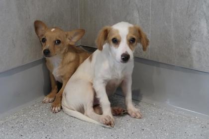 Enlarge Pierre, a Adoptable mixed breed in Scottsdale, AZ image 2/3