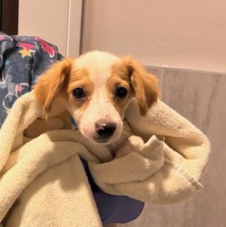 Enlarge Pierre, a Adoptable mixed breed in Scottsdale, AZ image 3/3