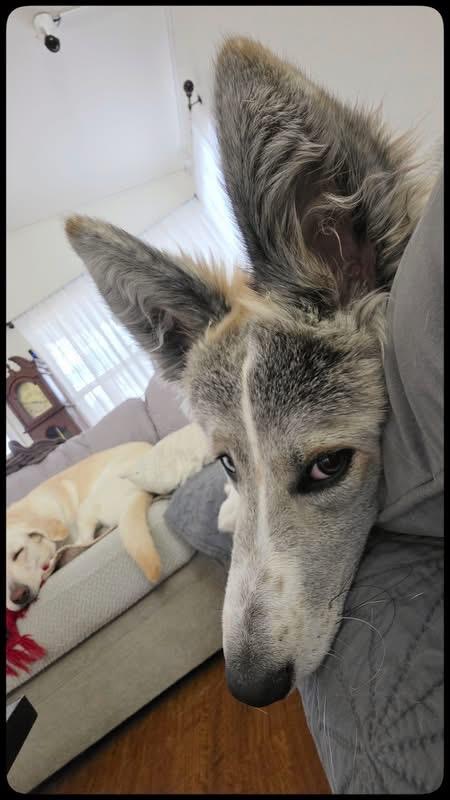 Enlarge Stormy, a Adopted mixed breed in Austin, TX image 2/5
